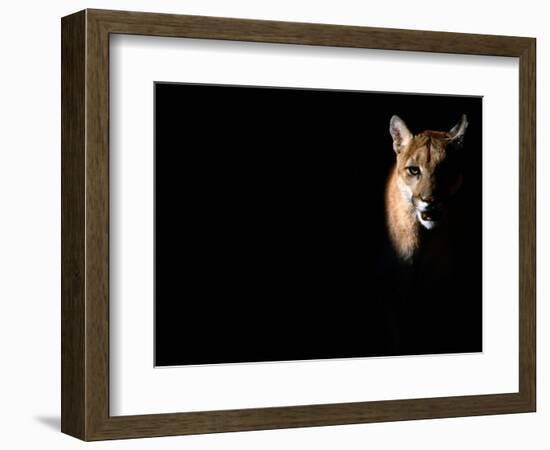 Cougar (Felis Concolor), Aka Puma or Mountain Lion, Arizona-Sonora Desert Museum, Tucson, U.S.A.-Mark Newman-Framed Photographic Print