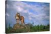 Cougar Growling on Rock-DLILLC-Stretched Canvas