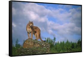 Cougar Growling on Rock-DLILLC-Framed Stretched Canvas