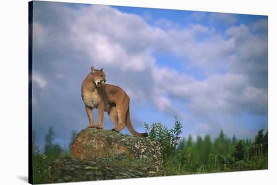 Cougar Growling on Rock-DLILLC-Stretched Canvas