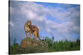 Cougar Growling on Rock-DLILLC-Stretched Canvas