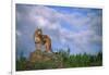 Cougar Growling on Rock-DLILLC-Framed Photographic Print