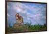 Cougar Growling on Rock-DLILLC-Framed Photographic Print