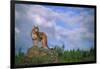 Cougar Growling on Rock-DLILLC-Framed Photographic Print