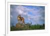 Cougar Growling on Rock-DLILLC-Framed Photographic Print