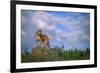 Cougar Growling on Rock-DLILLC-Framed Photographic Print