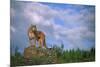 Cougar Growling on Rock-DLILLC-Mounted Photographic Print