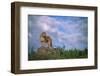 Cougar Growling on Rock-DLILLC-Framed Photographic Print