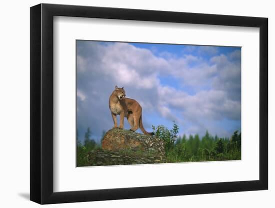 Cougar Growling on Rock-DLILLC-Framed Photographic Print