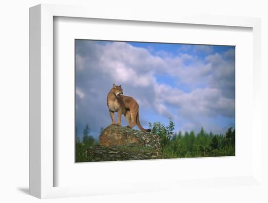 Cougar Growling on Rock-DLILLC-Framed Photographic Print