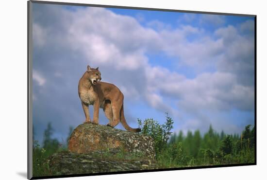 Cougar Growling on Rock-DLILLC-Mounted Photographic Print