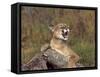 Cougar Growling-outdoorsman-Framed Stretched Canvas