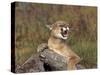 Cougar Growling-outdoorsman-Stretched Canvas