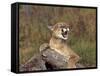 Cougar Growling-outdoorsman-Framed Stretched Canvas