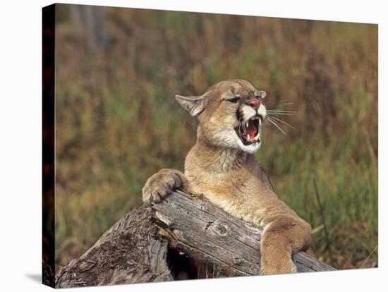 Cougar Growling-outdoorsman-Stretched Canvas