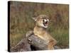 Cougar Growling-outdoorsman-Stretched Canvas