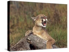 Cougar Growling-outdoorsman-Stretched Canvas