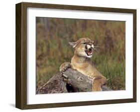 Cougar Growling-outdoorsman-Framed Photographic Print