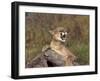 Cougar Growling-outdoorsman-Framed Photographic Print