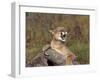 Cougar Growling-outdoorsman-Framed Photographic Print