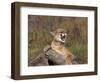 Cougar Growling-outdoorsman-Framed Photographic Print