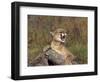 Cougar Growling-outdoorsman-Framed Photographic Print