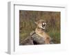 Cougar Growling-outdoorsman-Framed Photographic Print