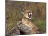 Cougar Growling-outdoorsman-Mounted Photographic Print