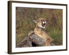 Cougar Growling-outdoorsman-Framed Photographic Print
