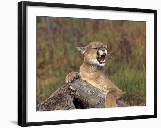 Cougar Growling-outdoorsman-Framed Photographic Print