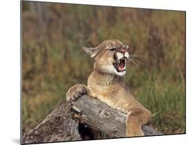 Cougar Growling-outdoorsman-Mounted Photographic Print