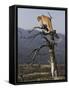 Cougar in a Tree-Joe McDonald-Framed Stretched Canvas