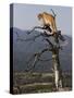 Cougar in a Tree-Joe McDonald-Stretched Canvas