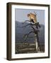 Cougar in a Tree-Joe McDonald-Framed Photographic Print