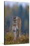 Cougar in Autumn-DLILLC-Stretched Canvas