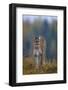 Cougar in Autumn-DLILLC-Framed Photographic Print