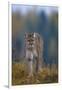 Cougar in Autumn-DLILLC-Framed Photographic Print