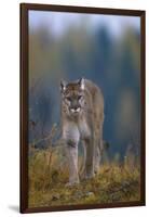 Cougar in Autumn-DLILLC-Framed Photographic Print