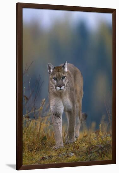 Cougar in Autumn-DLILLC-Framed Photographic Print