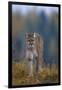 Cougar in Autumn-DLILLC-Framed Photographic Print