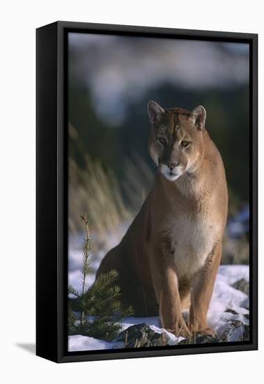 Cougar in Snow-DLILLC-Framed Stretched Canvas