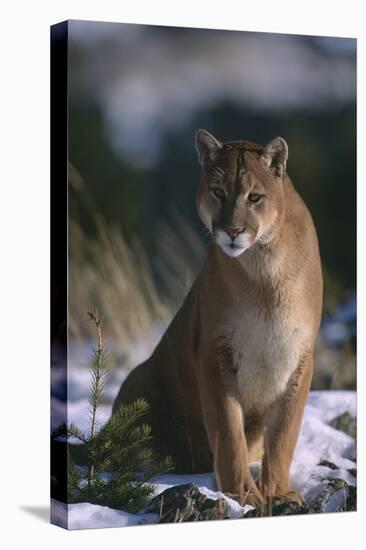 Cougar in Snow-DLILLC-Stretched Canvas