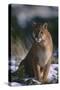 Cougar in Snow-DLILLC-Stretched Canvas