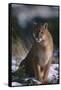 Cougar in Snow-DLILLC-Framed Stretched Canvas