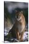 Cougar in Snow-DLILLC-Stretched Canvas