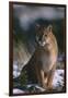 Cougar in Snow-DLILLC-Framed Photographic Print