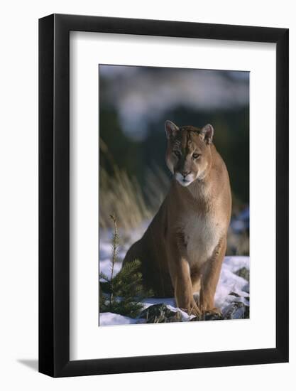Cougar in Snow-DLILLC-Framed Photographic Print