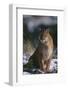 Cougar in Snow-DLILLC-Framed Photographic Print