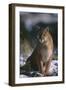 Cougar in Snow-DLILLC-Framed Photographic Print