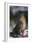 Cougar in Snow-DLILLC-Framed Photographic Print